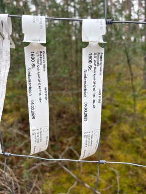 Aufgeforsteter Mischwald in Gartow - DieMaacklerOHG (21445)