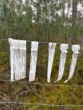 DieMaacklerOHG - Aufgeforsteter Mischwald in Gartow